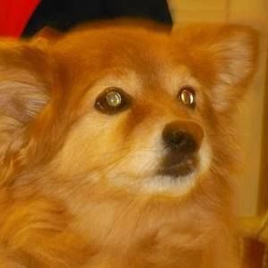 Meet your Posher, Sheila